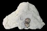 Bargain, Bumastus Ioxus Trilobite - New York #147283-1